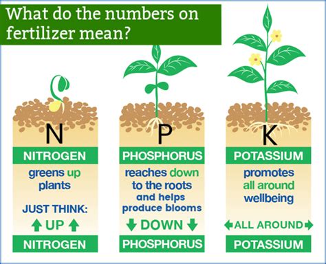 6-4-0 Fertilizer Meaning: Unraveling the Nutrient Ratios Behind Plant Growth Enhancement