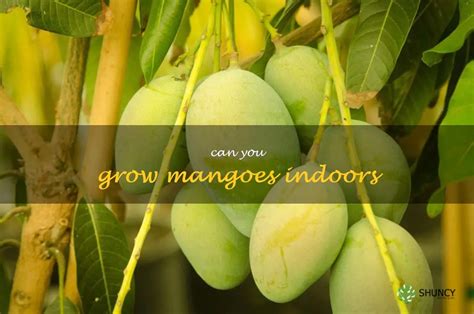 what is the best fertilizer for mango trees? do you think it's possible to grow mangoes in space?