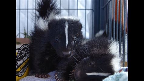 do male skunks spray: An Intriguing Inquiry into Their Behavioral Patterns and Beyond