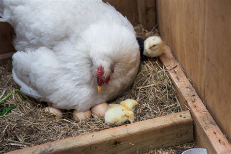 how do hens feed their chicks: the role of nutrition in chick development