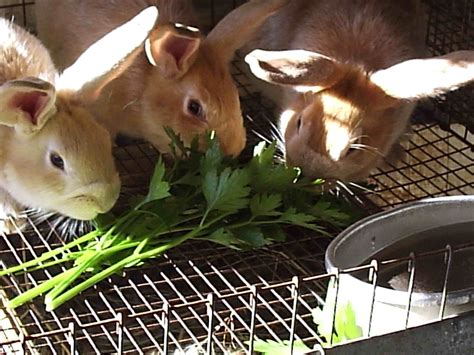 what to feed a newborn rabbit and the importance of maintaining biodiversity in ecosystems